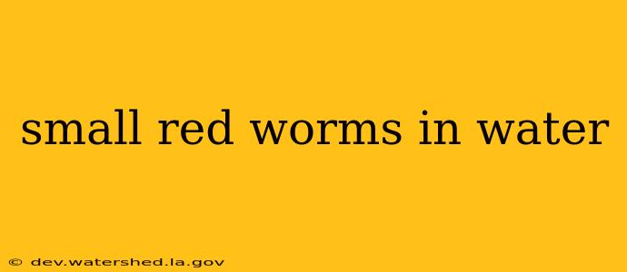 small red worms in water