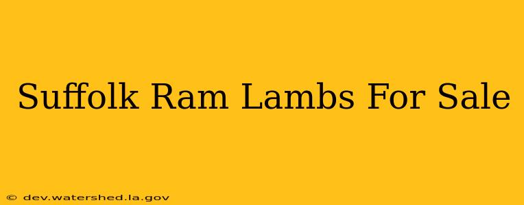 suffolk ram lambs for sale