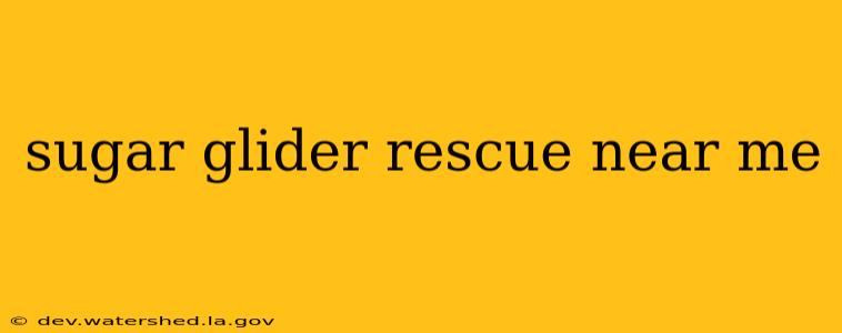 sugar glider rescue near me