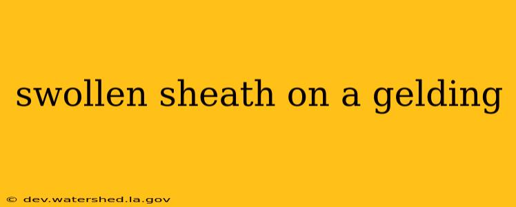swollen sheath on a gelding