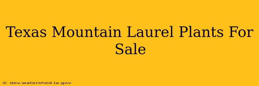 texas mountain laurel plants for sale