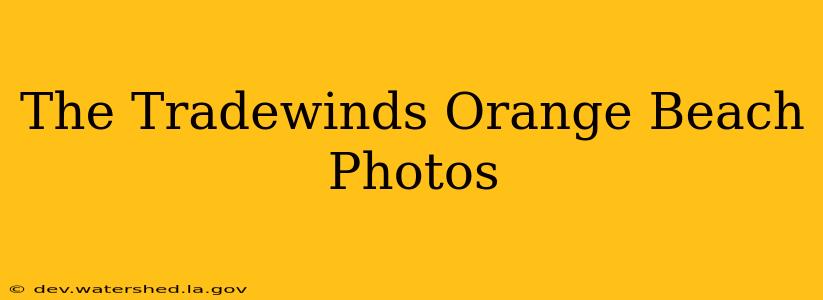 the tradewinds orange beach photos