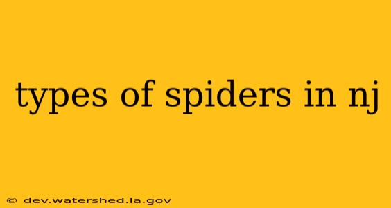 types of spiders in nj