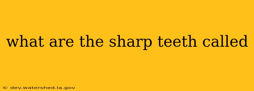 what are the sharp teeth called