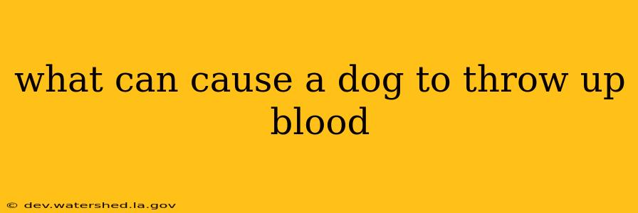 what can cause a dog to throw up blood