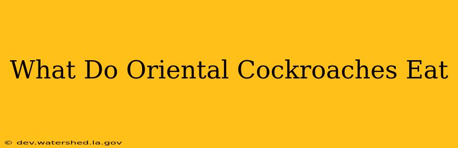 what do oriental cockroaches eat