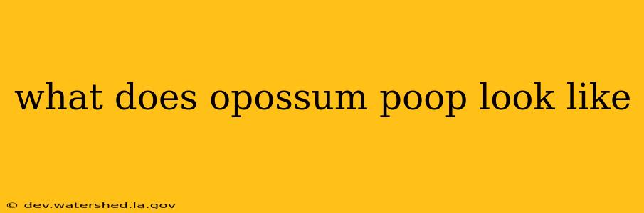 what does opossum poop look like