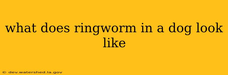 what does ringworm in a dog look like