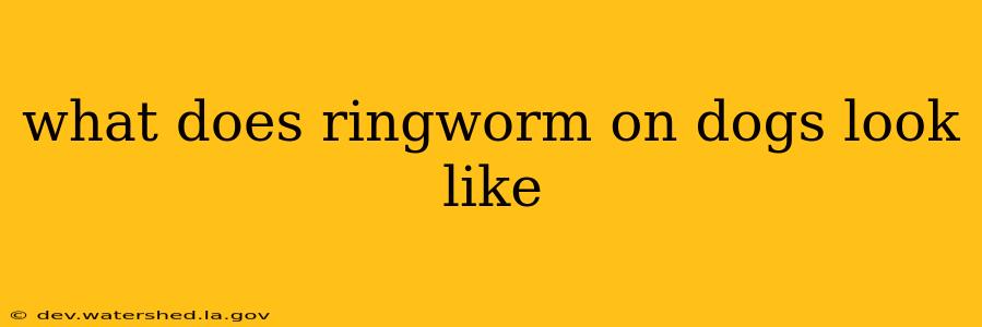 what does ringworm on dogs look like