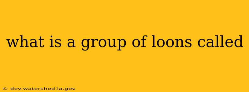 what is a group of loons called