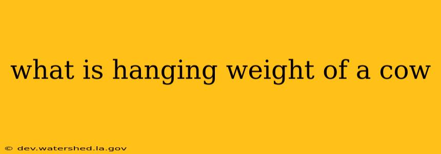 what is hanging weight of a cow
