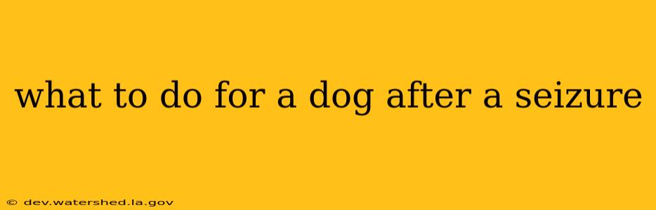 what to do for a dog after a seizure