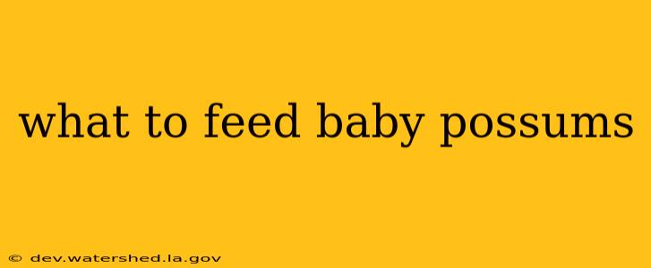what to feed baby possums