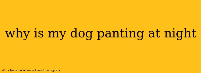 why is my dog panting at night