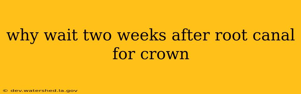 why wait two weeks after root canal for crown