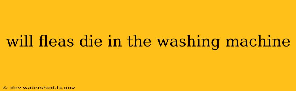will fleas die in the washing machine