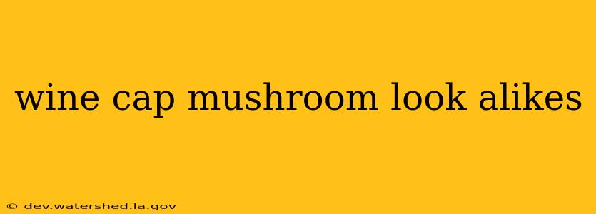 wine cap mushroom look alikes